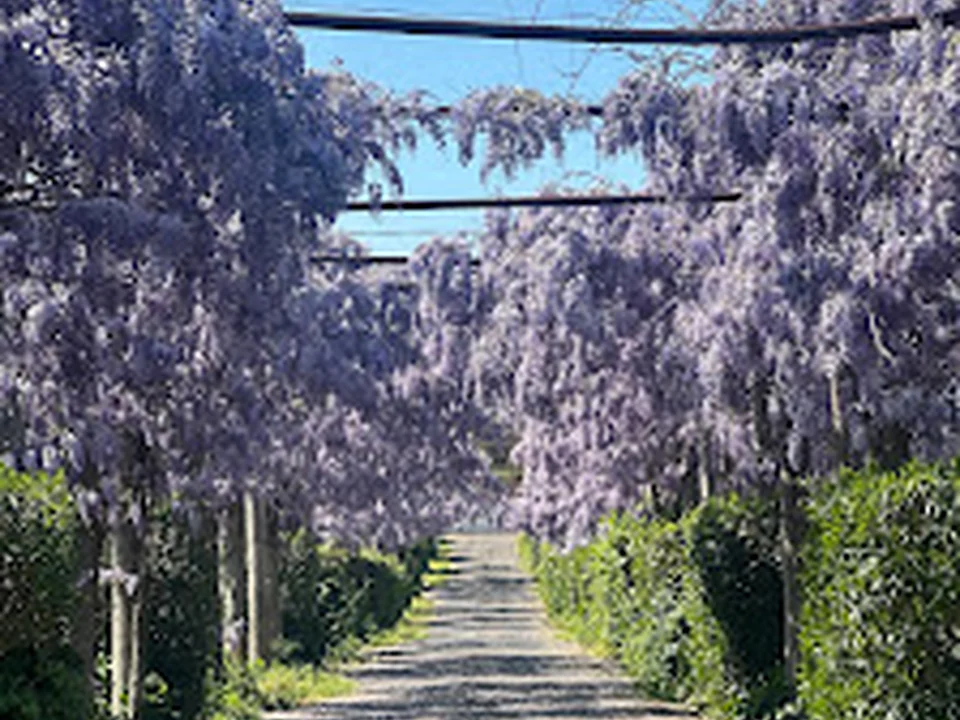 Tenuta Antonelli