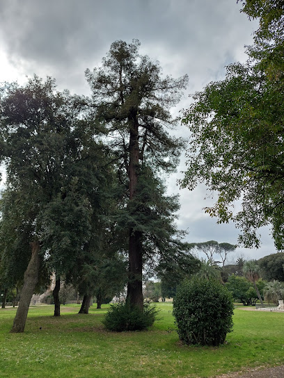 Sequoia sempervirens